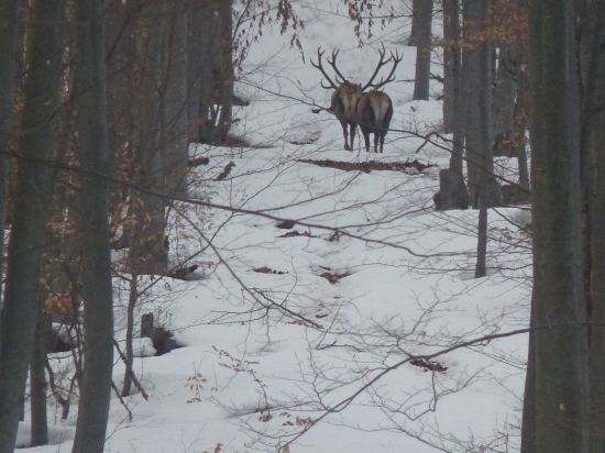 Dvaja z jedného cesta