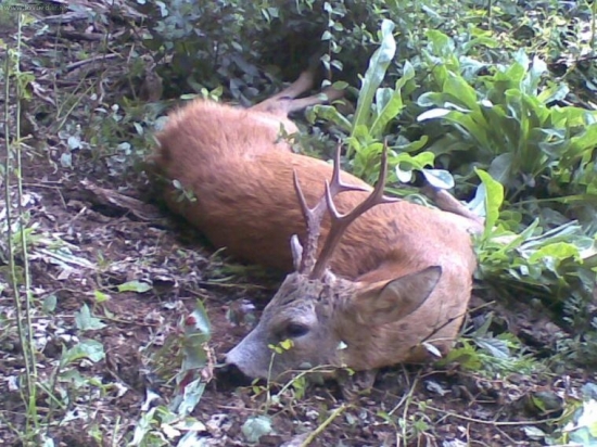 III. v.t. - privábený dnes ráno u kamaráta