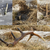 ako paroh v ľade ležal