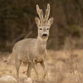 Srnec lesný