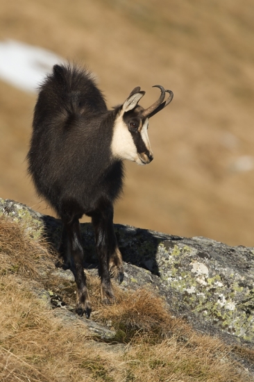 kamzík vrchovský tatranský