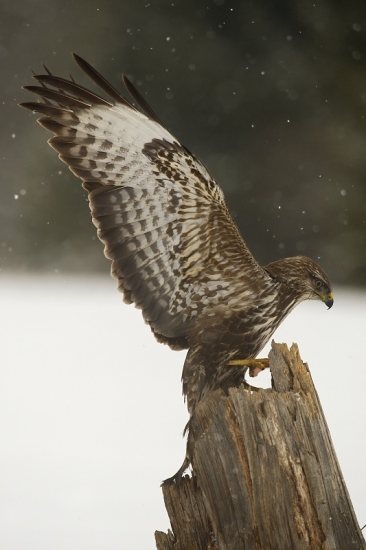... prílet ... Myšiak hôrny