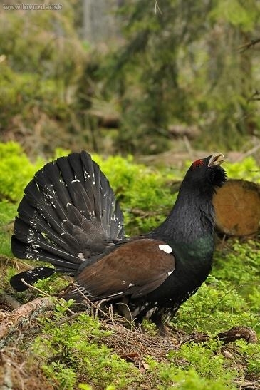 hlucháň obyčajný