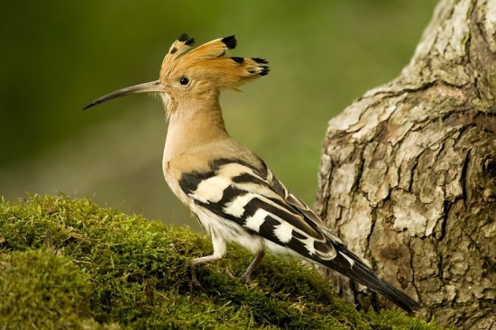 na prechádzke - dudok chochlatý