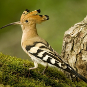 na prechádzke - dudok chochlatý