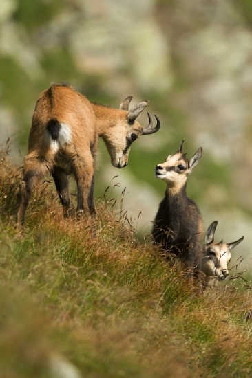 ... rozhovor so starším súrodencom...