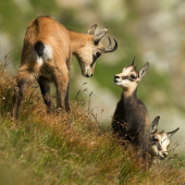 ... rozhovor so starším súrodencom...