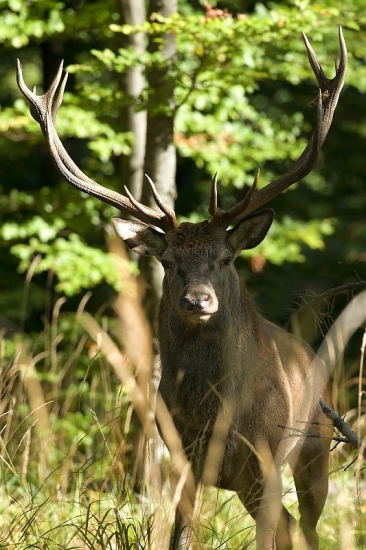 zoči voči kráľovi ...