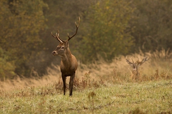 autorita silnejšieho