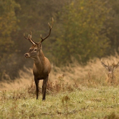 autorita silnejšieho