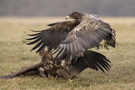 Súboj Titanov (Orliak morský )