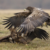 Súboj Titanov (Orliak morský )