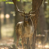 ... zaliaty slnkom ...