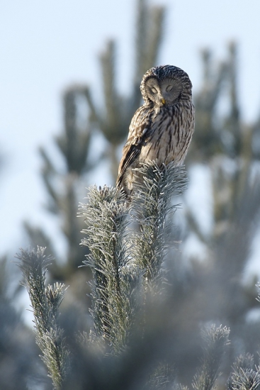 ... spiaca zimná kráľovná ....
