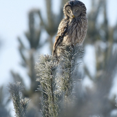 ... spiaca zimná kráľovná ....