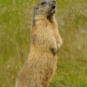 Svišť vrchovský tatranský