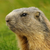 Svišť vrchovský tatranský - portrét