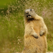 Svišť vrchovský tatranský