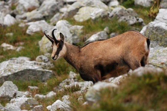 kamzík vrchovský tatranský