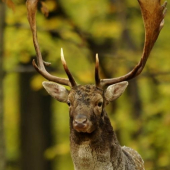 portret pana rujoviska