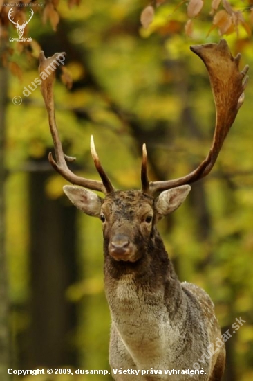 portret pana rujoviska