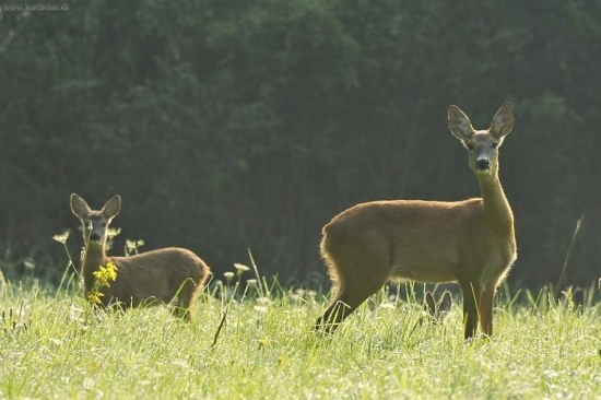 z rannej rosy v protisvetle