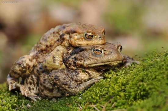 Ropucha bradavičnatá - párenie