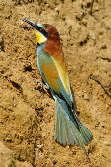 Včelárik zlatý ....už sú tu :)