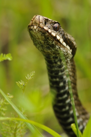 Vipera berus ( vretenica severná