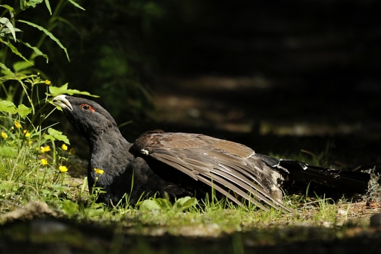 vyhrievajúci sa hlucháň