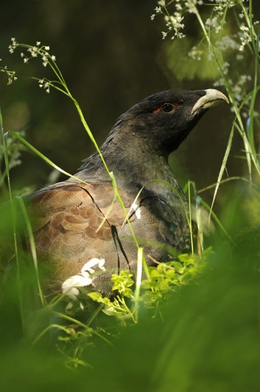 oddych v čučoriedkách