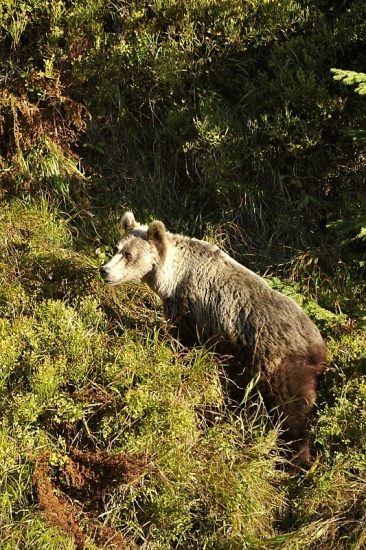 medvedica v čučoriedkách