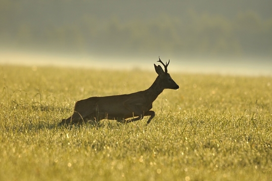 v rannom protisvetle