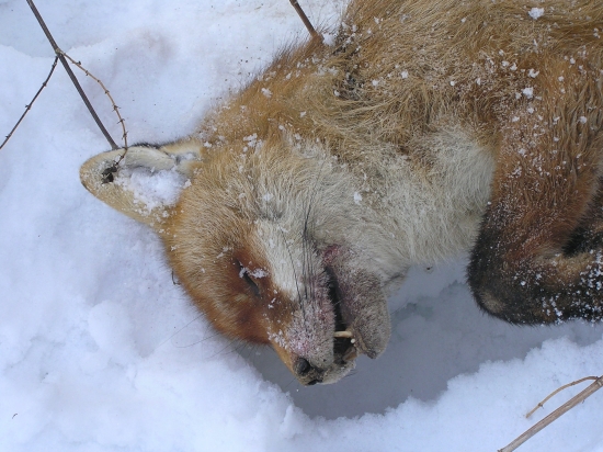 Lišiak matuzalem I.
