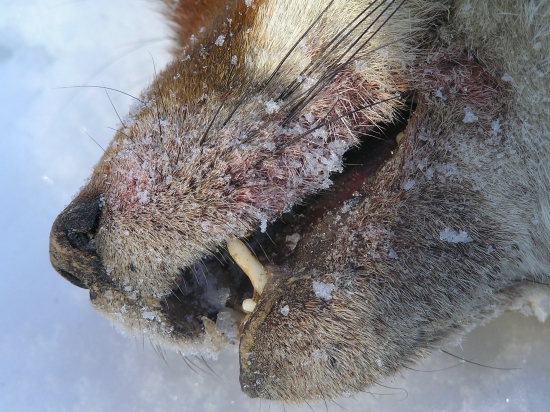 Lišiak matuzalem II.