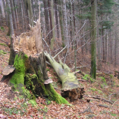 tak to už v hore chodí