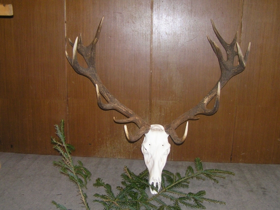 neuvážený výstrel