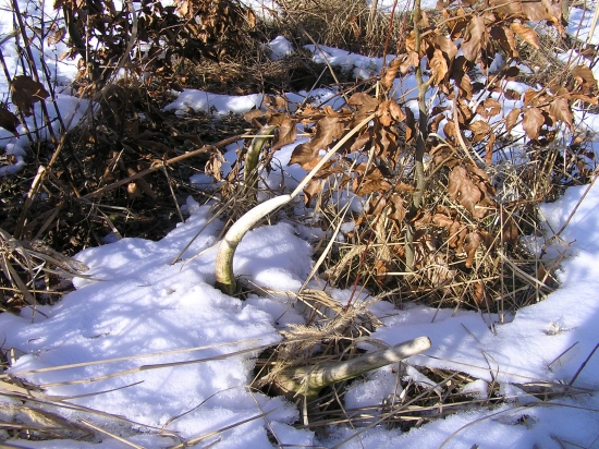 dnes,možno aj predvlanajší