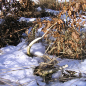 dnes,možno aj predvlanajší