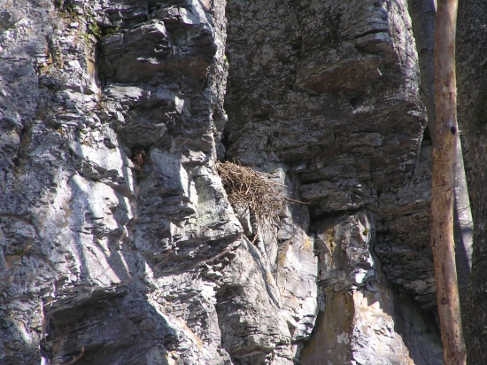 a tu je hniezdo krkavčieho páru