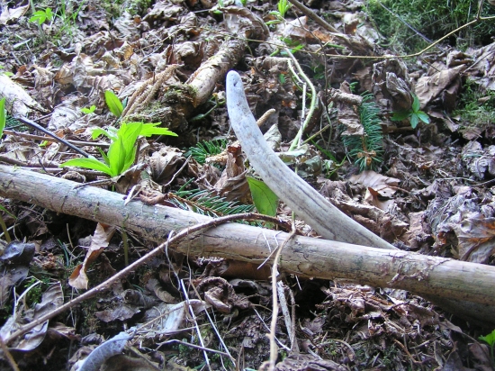 vlaňajší ihličiak