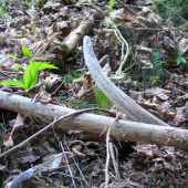 vlaňajší ihličiak