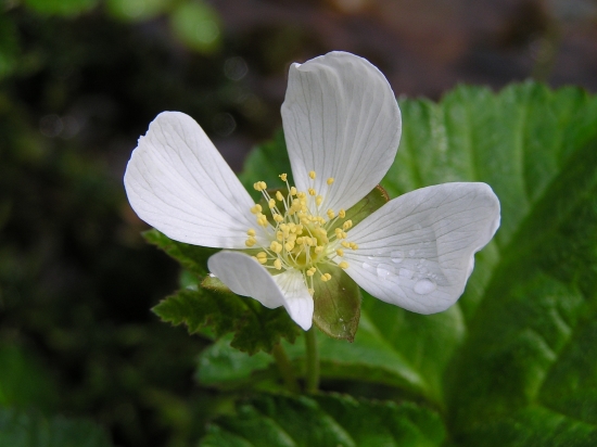 Rubus chamaemorus