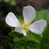 Rubus chamaemorus