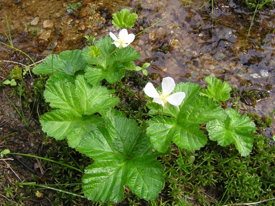 Rubus chamaemorus
