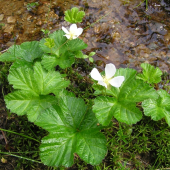 Rubus chamaemorus