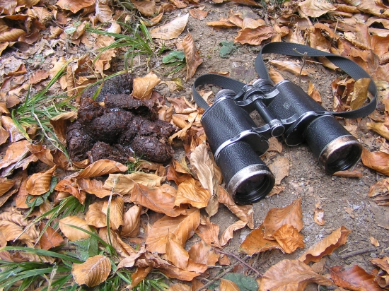 aký to musel byť medveď ?