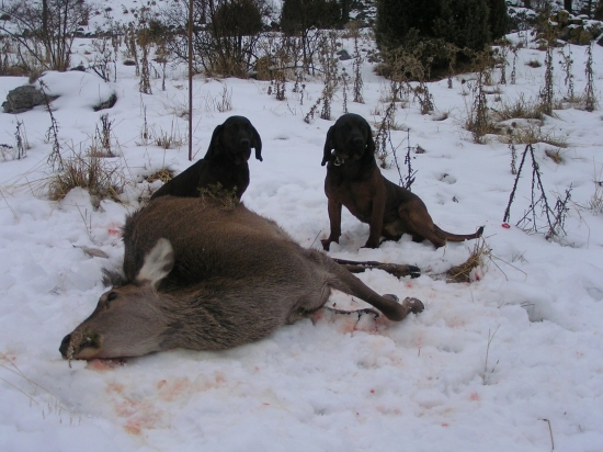 ...jelienča z dnešného rána...