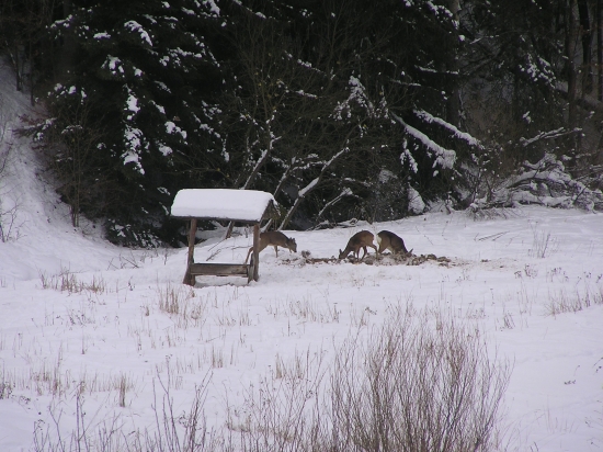 ...dnes ráno na kŕmení...