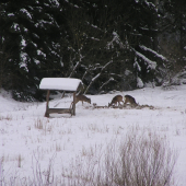 ...dnes ráno na kŕmení...